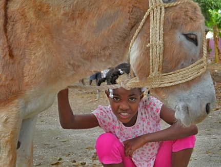 donkey transportation haiti 2018