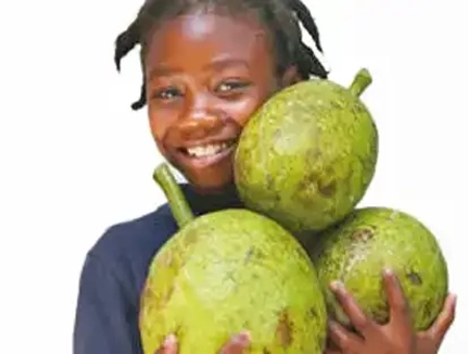 Fruit Tree Planting Jamaica
