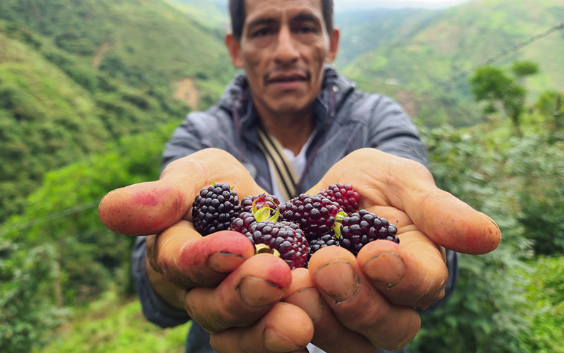 How Agriculture Unlocks Food Security for Families in Latin America and the Caribbean