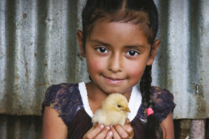 20 chicks
