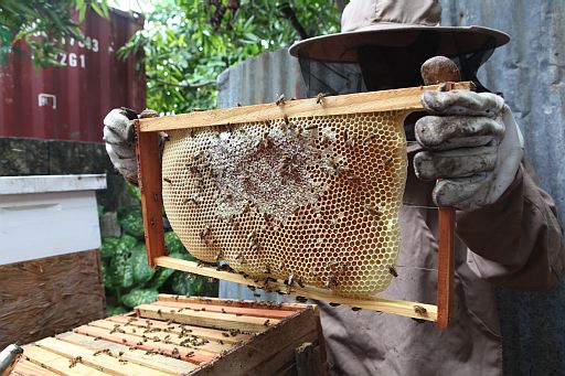 Beekeeping in Jamaica