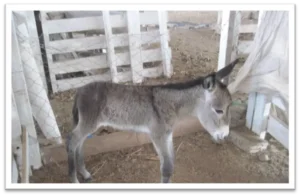 Here’s another newborn female.