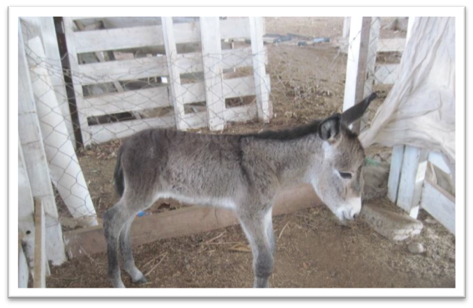 Horse (and Mule) Power for Honduras